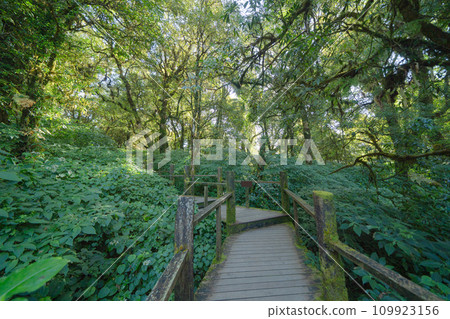 Tree tunnel in plantation, Thailand. Way through garden park in summer season. Nature landscape background. Tree tunnel in plantation, Thailand. Way through garden park in summer season. Nature landscape background. 109923156