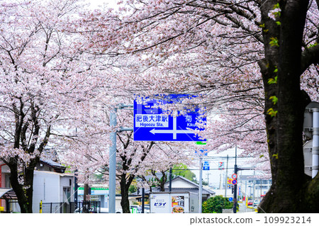 A cherry blossom tunnel of several kilometers that shines as a cherry blossom road spot - Otsu Kaido, a driving sightseeing spot (Otsu Town, Kikuchi District) 109923214