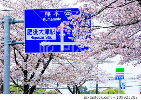 道路資訊板 - 長達數公里的櫻花隧道,作為櫻花道路景點而引人注目 - 駕車觀光景點大津街道(菊池郡大津町) 道路資訊板 - 長達數公里的櫻花隧道,作為櫻花道路景點而引人注目 - 駕車觀光景點大津街道(菊池郡大津町) 109923282
