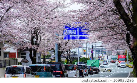 道路資訊板 - 長達數公里的櫻花隧道,作為櫻花道路景點而引人注目 - 駕車觀光景點大津街道(菊池郡大津町) 道路資訊板 - 長達數公里的櫻花隧道,作為櫻花道路景點而引人注目 - 駕車觀光景點大津街道(菊池郡大津町) 109923286