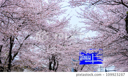 道路資訊板 - 長達數公里的櫻花隧道，作為櫻花道路景點而引人注目 - 駕車觀光景點大津街道（菊池郡大津町） 109923287