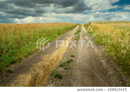 Straight dirt road next to a field with cereals and cloudy sky, July day Straight dirt road next to a field with cereals and cloudy sky, July day 109923425
