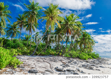 Coconut holiday beach on Maldives island, ideal place for chilling. Tropical banner 109923757