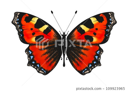 butterfly watercolor sketch vector eps10 butterfly watercolor sketch vector eps10 109923965