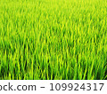 Young ear rice 109924317