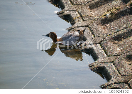 A cute migratory bird swimming in the pond. 109924502