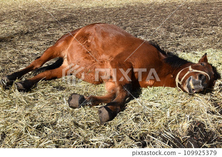 Kiso horse half-sleeping in Nagano Kiso horse half-sleeping in Nagano 109925379
