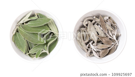 Fresh and dried sage leaves, in white bowls. Common sage, Salvia officinalis, a grayish green herb with velvety leaves. Used as spice, medicinal plant, incense, and for essential sage oil. Close-up. Fresh and dried sage leaves, in white bowls. Common sage, Salvia officinalis, a grayish green herb with velvety leaves. Used as spice, medicinal plant, incense, and for essential sage oil. Close-up. 109925697