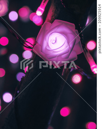 illumination rose 109925914