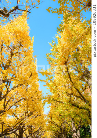 Jingu Gaien's ginkgo bunches Jingu Gaien's ginkgo bunches 109926331