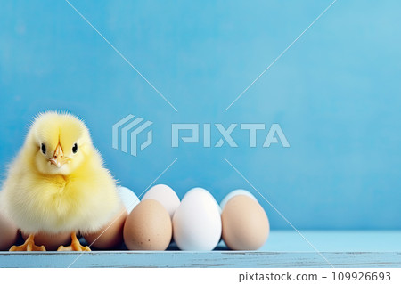 easter background with yellow chicks and colorful eggs on blue wooden background 109926693