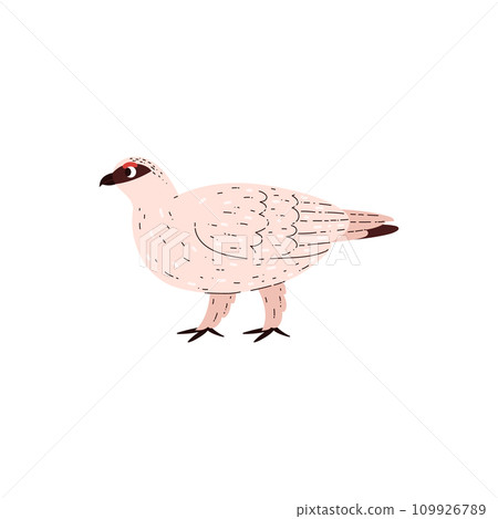 White partridge, Northern bird with white plumage, wild animal of the tundra and taiga, vector cartoon Arctic bird White partridge, Northern bird with white plumage, wild animal of the tundra and taiga, vector cartoon Arctic bird 109926789