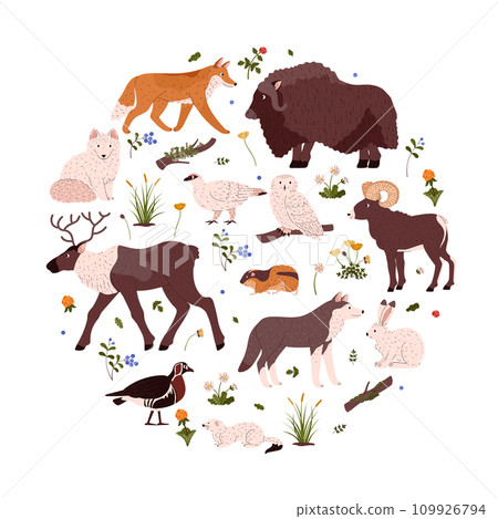 Tundra wild animal and plant nature collection, northern taiga flora and fauna, vector Arctic animals birds, polar herbs 109926794