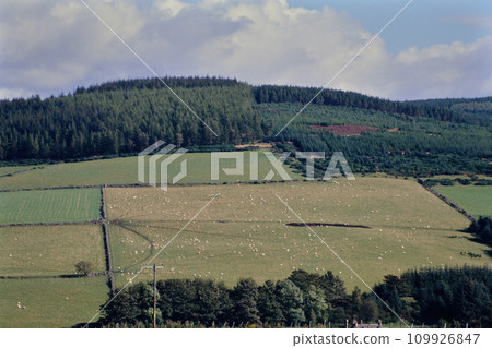 Sheep pasture near Aberlour Sheep pasture near Aberlour 109926847