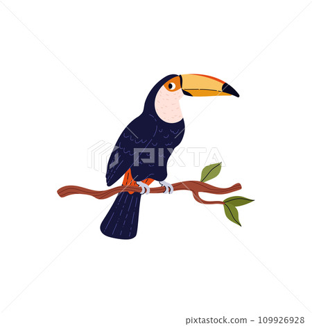 Tropical black toucan bird on the branch, cartoon exotic wild bird with orange beak, jungle fauna animal vector isolated 109926928