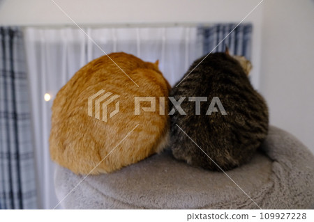 Tea tiger and pheasant tiger Tea tiger and pheasant tiger 109927228