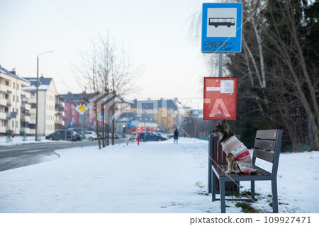 The shaggy dog obeys the command and waits while sitting on the bench. 109927471