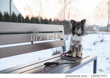 A small shaggy dog sits on a park bench. A small shaggy dog sits on a park bench. 109927472