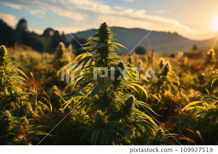 Vivid Marijuana Cultivation Outdoors 109927519