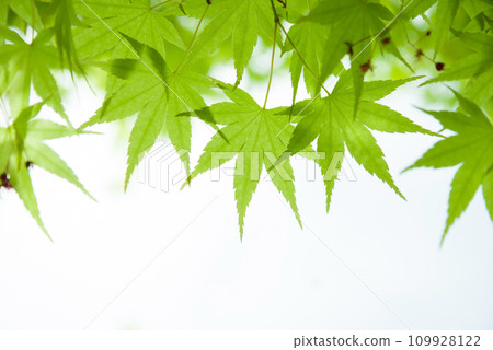 新鮮的新鮮綠色楓樹 109928122
