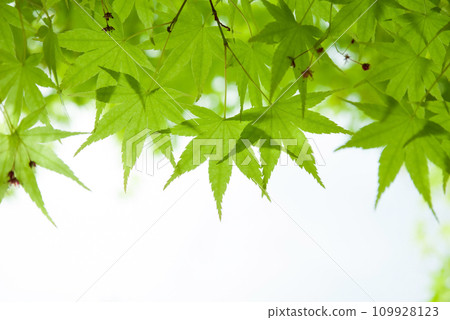 新鮮的新鮮綠色楓樹 新鮮的新鮮綠色楓樹 109928123