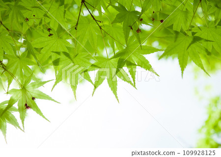 新鮮的新鮮綠色楓樹 109928125