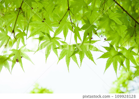新鮮的新鮮綠色楓樹 新鮮的新鮮綠色楓樹 109928128