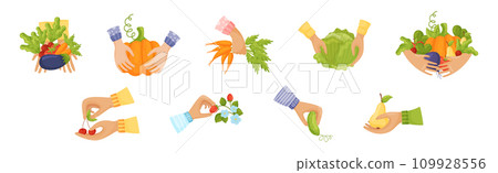 Harvest with Hands Pick and Carry Ripe Crops Vector Set Harvest with Hands Pick and Carry Ripe Crops Vector Set 109928556