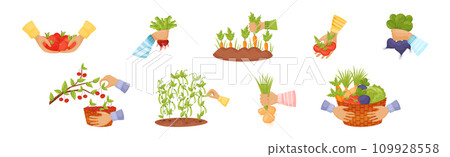 Harvest with Hands Pick and Carry Ripe Crops Vector Set Harvest with Hands Pick and Carry Ripe Crops Vector Set 109928558