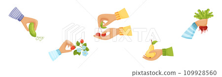 Harvest with Hands Pick and Carry Ripe Crops Vector Set Harvest with Hands Pick and Carry Ripe Crops Vector Set 109928560