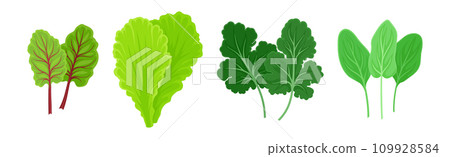 Leaf Vegetables or Salad Greens as Edible Plant Vector Set 109928584