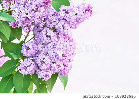 花園裡盛開的丁香花 109928686