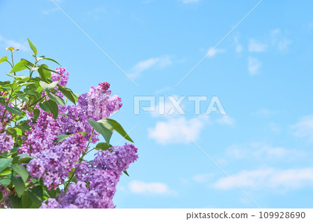 花園裡盛開的丁香花 109928690