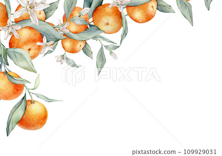 Watercolor frame illustration orange tangarine and green leaves isolated on white background. border hand painted natural plant twigs with fresh citrus fruits for design. Banner with mandarin branches Watercolor frame illustration orange tangarine and green leaves isolated on white background. border hand painted natural plant twigs with fresh citrus fruits for design. Banner with mandarin branches 109929031