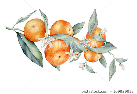 Mandarin branches with green leaves and flower. Hand drawn tangerines isolated background. Watercolor clipart illustrations. collection of citrus fruits. orange botanical painting clementines Mandarin branches with green leaves and flower. Hand drawn tangerines isolated background. Watercolor clipart illustrations. collection of citrus fruits. orange botanical painting clementines 109929032