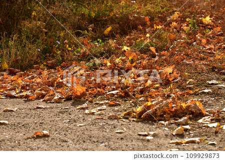 yellow autumn dry leaves lying on ground among the grass 109929873