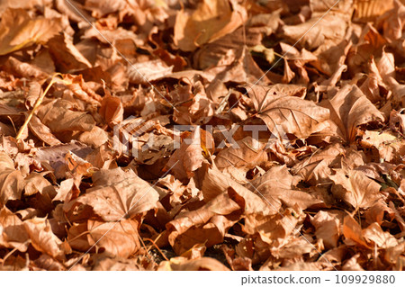 Background of yellow autumn leaves lying on the ground Background of yellow autumn leaves lying on the ground 109929880