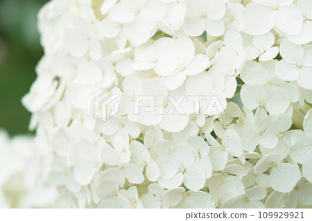 beautiful  blossom  of white hydrangea  background at cloudy day.  close up 109929921