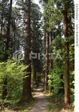 Haguroyama的雪松樹 Haguroyama的雪松樹 109930245