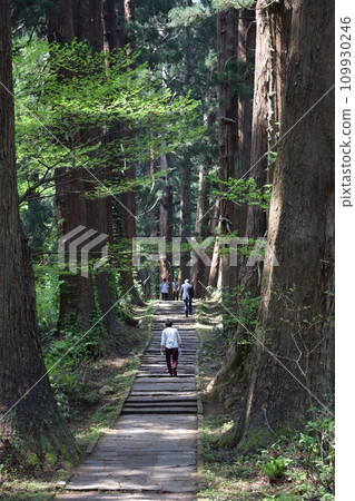 Haguroyama的雪松樹 Haguroyama的雪松樹 109930246