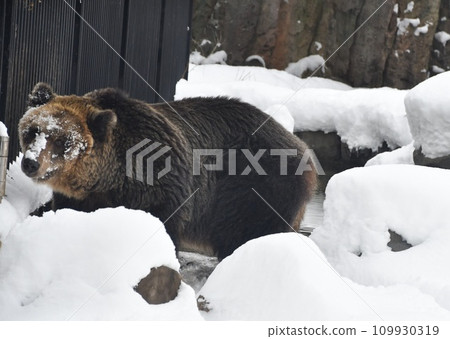Be careful with bears Be careful with bears 109930319