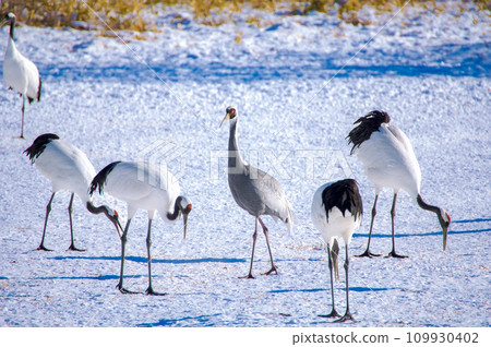 丹頂鶴群中的一隻白枕鶴。 丹頂鶴群中的一隻白枕鶴。 109930402