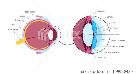 Eye anatomy poster Eye anatomy poster 109930489