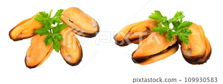 four mussel with parsley leaf isolated on white background 109930583