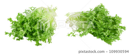 Fresh green leaves of endive frisee chicory salad isolated on white background with  full depth of field 109930594