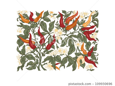 Hot chilly pepper plant with fruits and flowers. 109930696