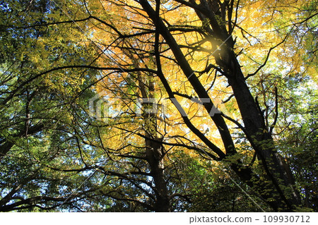 I walked in Kinuta Park I walked in Kinuta Park 109930712