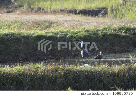 Hooded crane in Yashiro, Shunan City, Yamaguchi Prefecture Hooded crane in Yashiro, Shunan City, Yamaguchi Prefecture 109930750
