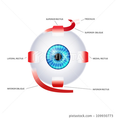 Extraocular muscles anatomy 109930773