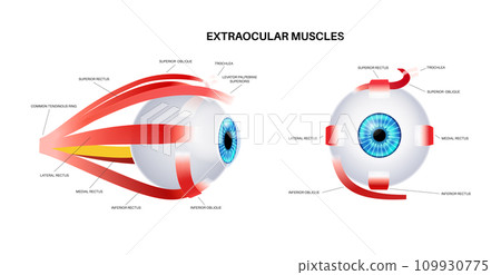 Extraocular muscles anatomy 109930775